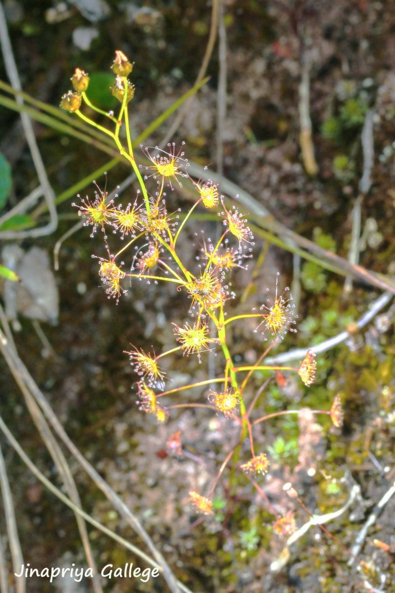 Drosera lunata Buch.-Ham. ex DC.